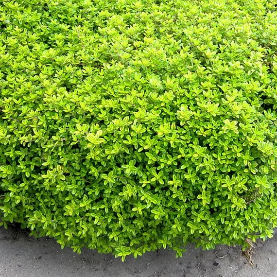 Тимьян (чабрец) лимоннопахнущий Голди