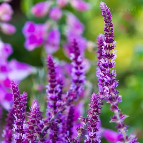 Сальвия дубравная (Шалфей) Аметист