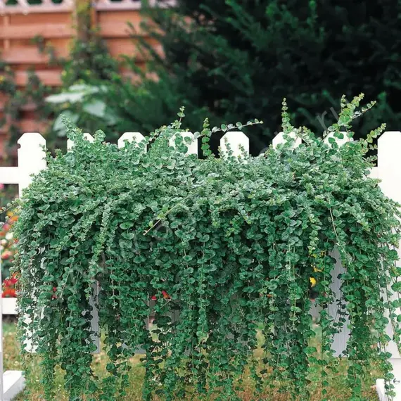 Чабер многолетний Индиан минт