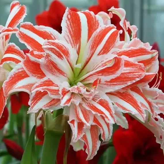 Амариллис (Гиппеаструм) Дансинг Квин