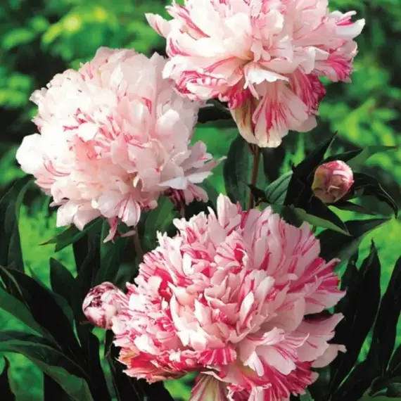 Пион молочноцветковый Киринмару