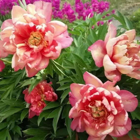 Пион ИТО-гибрид Джулия Роуз