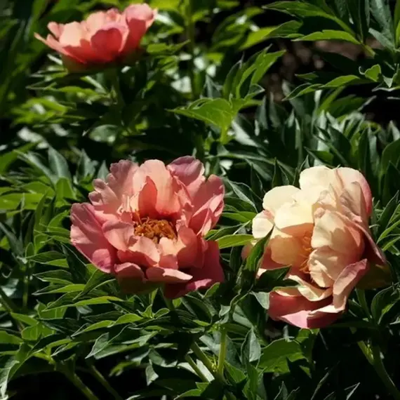 Пион ИТО-гибрид Олд Роуз Денди