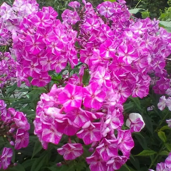 Флокс метельчатый Фрекл Пурпл Шейдс