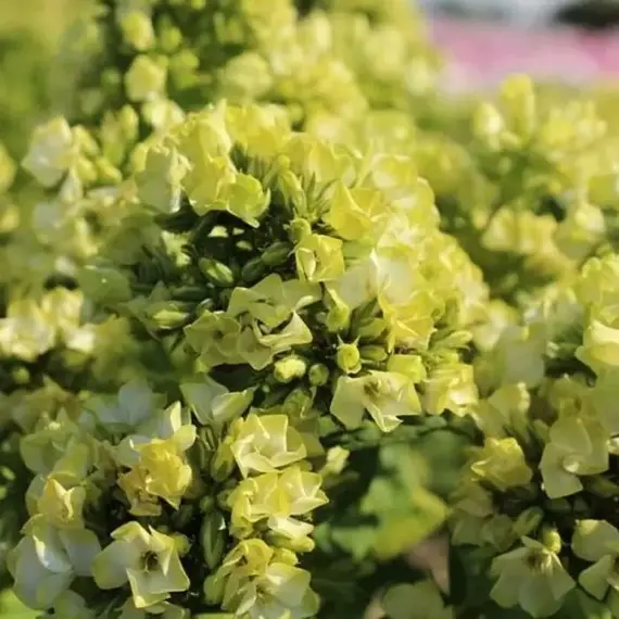 Флокс метельчатый Бабье Лето