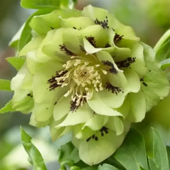 Морозник восточный Эллен Грин