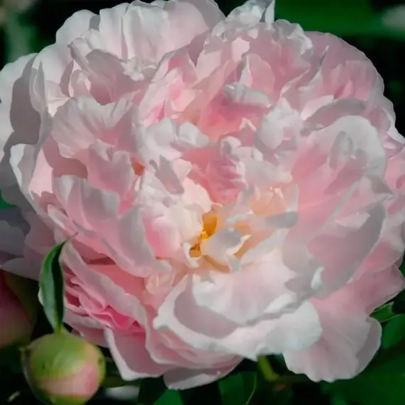 Пион молочноцветковый Катарина Фонтейн