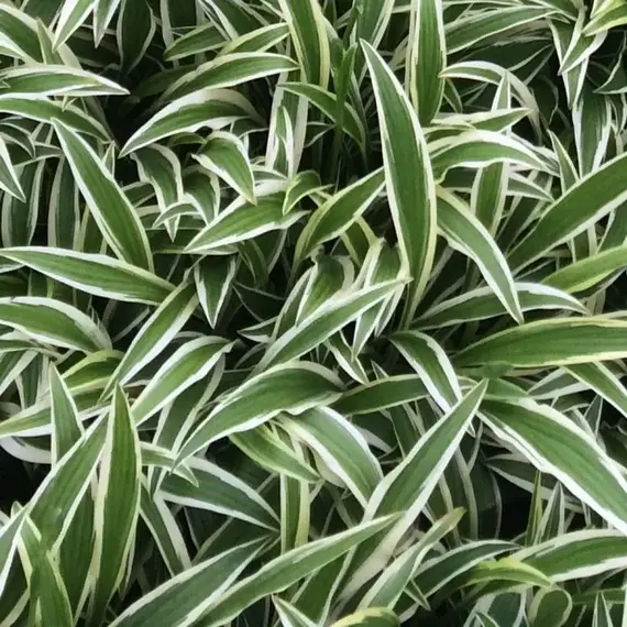 Хоста Сэндхил Крэйн