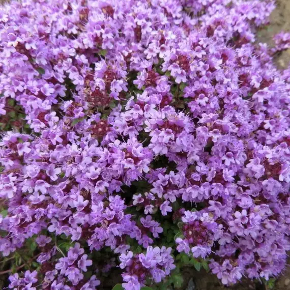 Тимьян (чабрец) ранний Минор