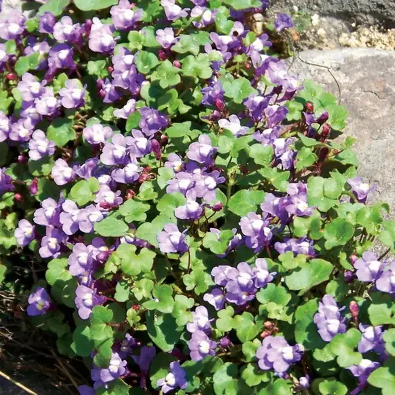 Цимбалярия