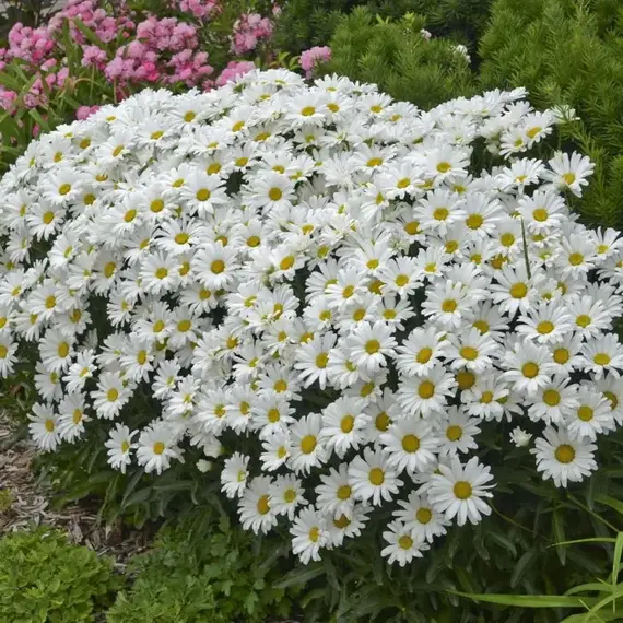 Нивяник наибольший Сильбер Принцесс