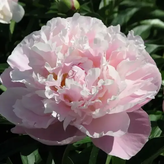 Пион молочноцветковый Леди Александра Дафф