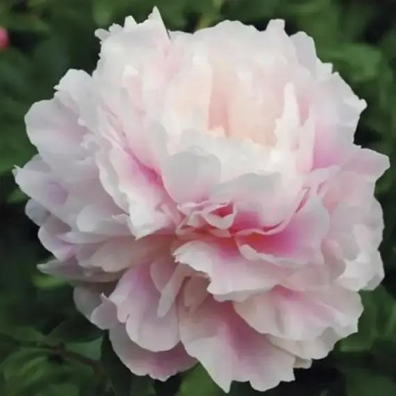 Пион молочноцветковый Монинг Кисс