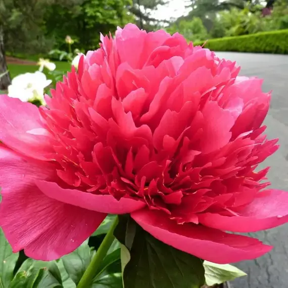 Пион молочноцветковый Мэни Хэппи Ритернз