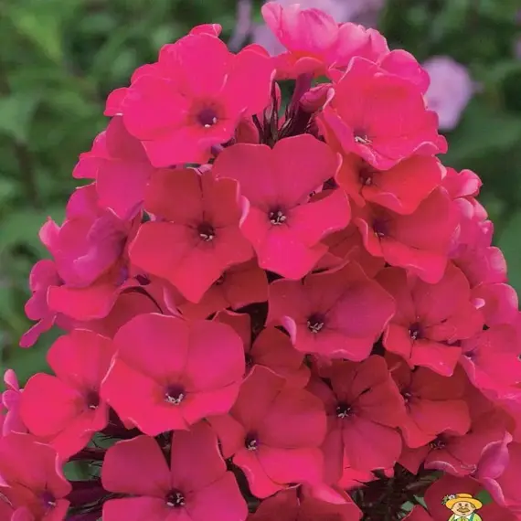 Флокс метельчатый А.Е.Амос