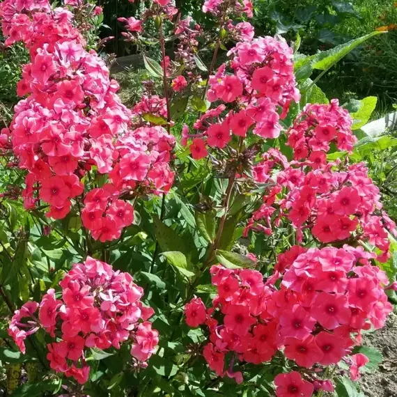 Флокс метельчатый Адесса Ориндж