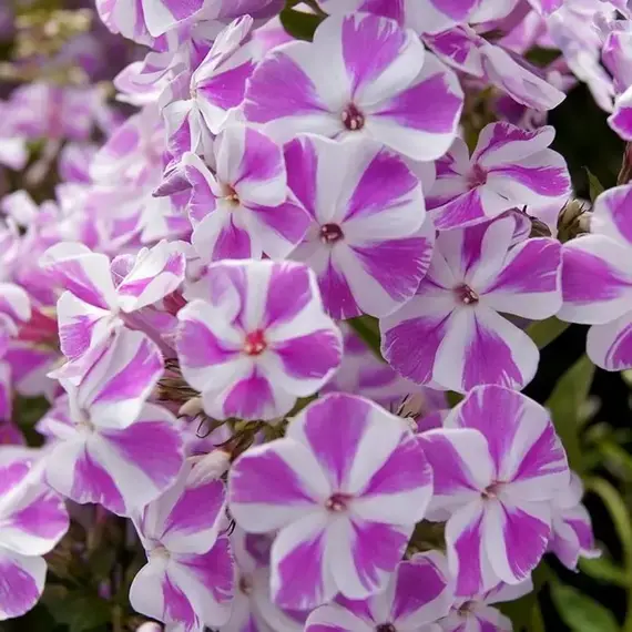 Флокс метельчатый Кэнди Твист