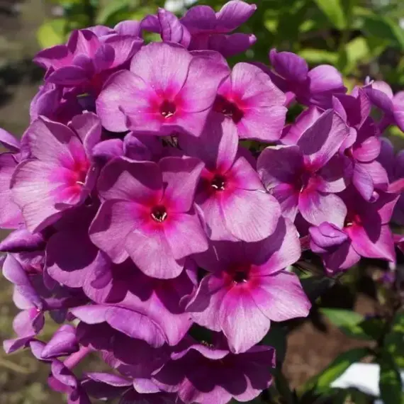 Флокс метельчатый Дымчатое Суфле