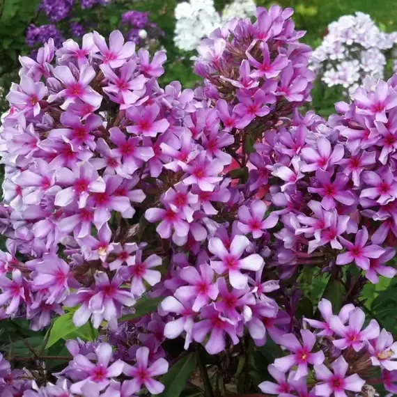 Флокс метельчатый Морской Петух