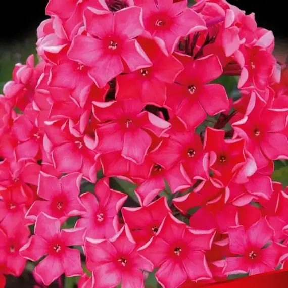 Флокс метельчатый Набат