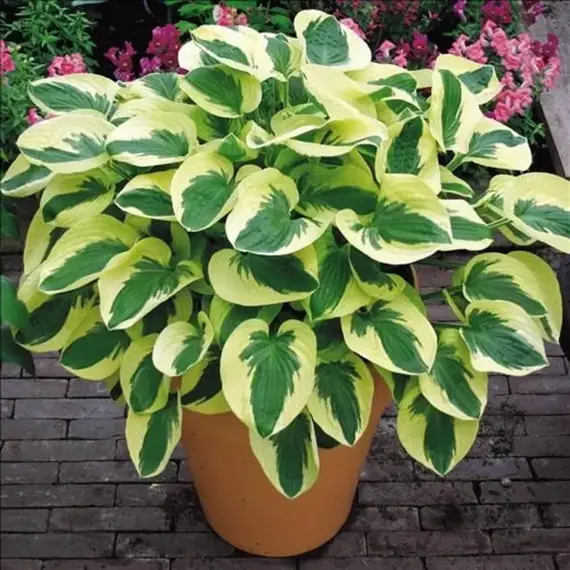 Хоста Брим Кап