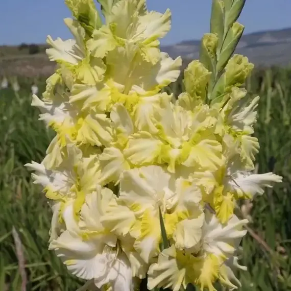 Гладиолус Абхазия