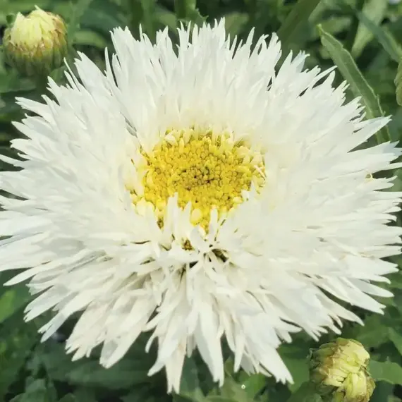 Нивяник Санте