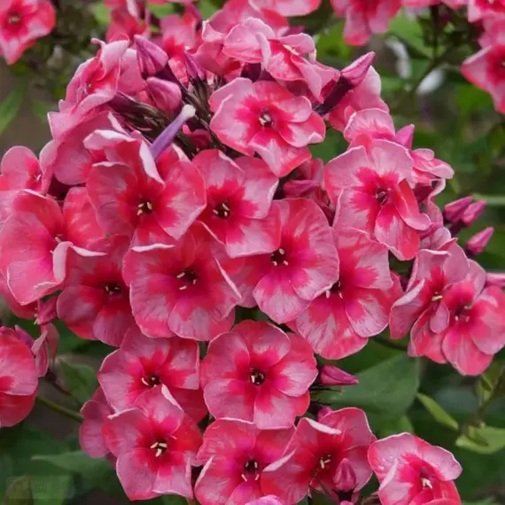 Флокс метельчатый Старс энд Страйпс