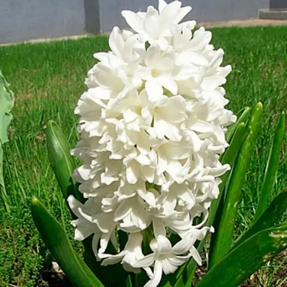 Гиацинт Айлос