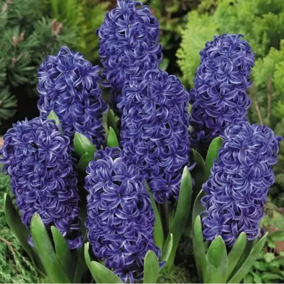 Гиацинт Блю Маджестик