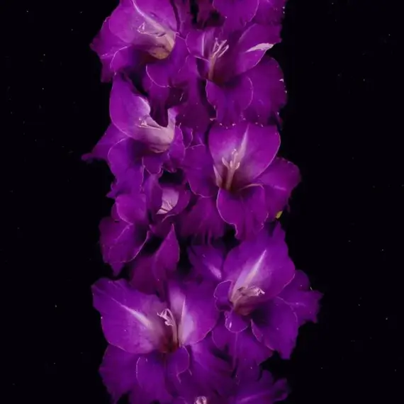 Гладиолус Аметистовая Друза