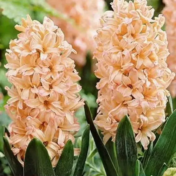 Гиацинт Джипси Квин.