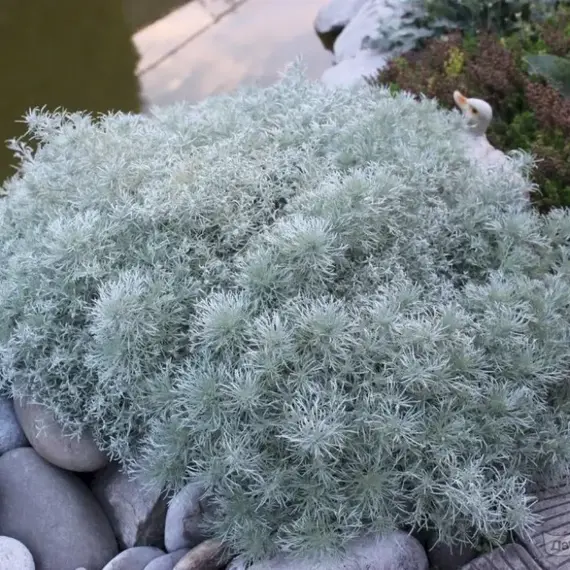 Полынь Шмидта Нана