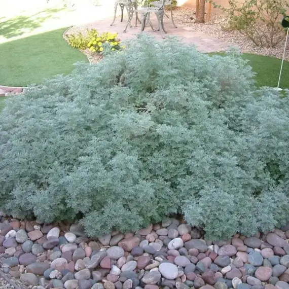 Полынь Шмидта Повис Кастл