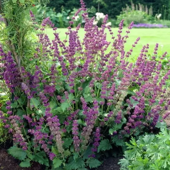 Сальвия мутовчатая (Шалфей) Пёпл Рейн