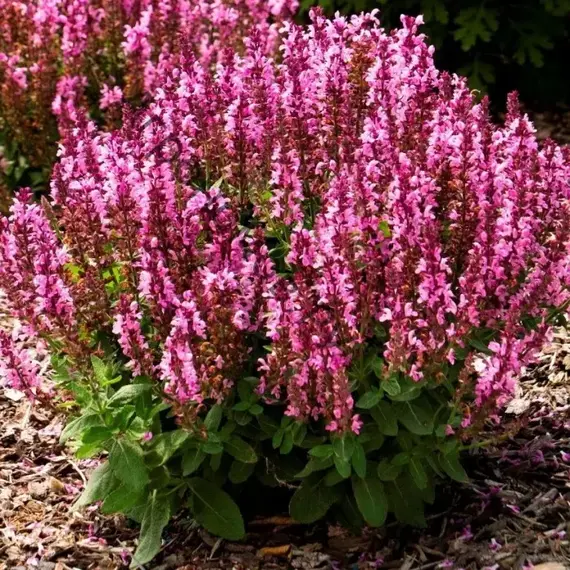 Сальвия дубравный (Шалфей) Сенсейшн Роуз