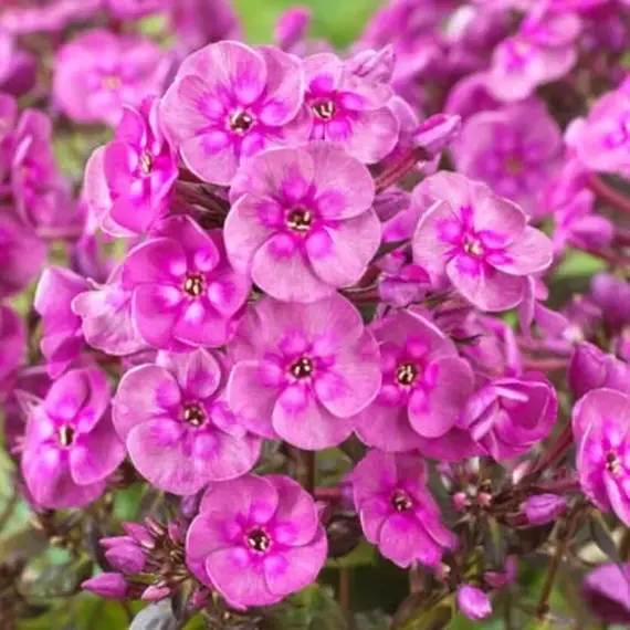 Флокс метельчатый Смоуки