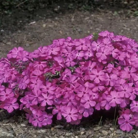 Флокс шиловидный МакДэниэлс Кьюшен