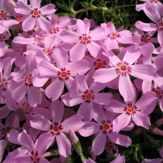 Флокс шиловидный Марджори