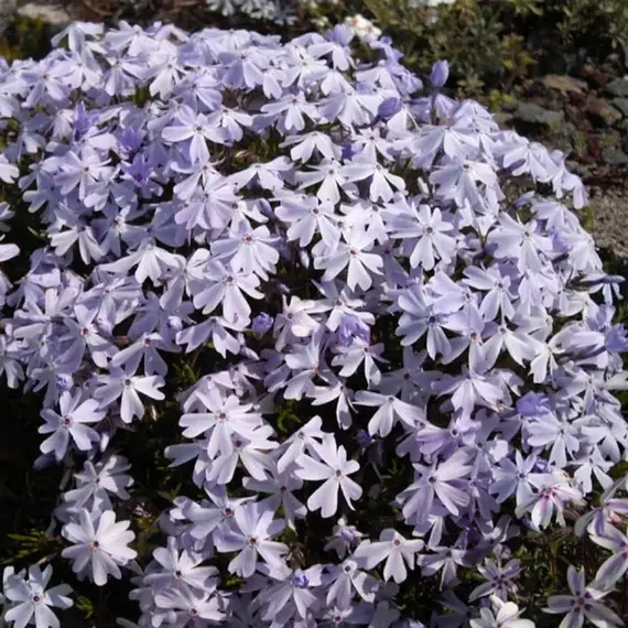 Флокс шиловидный Эмераллд Кьюшен Блю