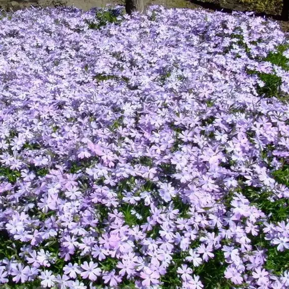 Флокс шиловидный Г.Ф. Вилсон