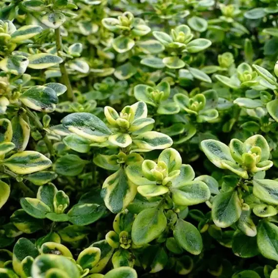 Тимьян (чабрец) лимоннопахнущий Мистик Лемон/2