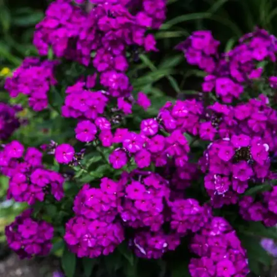 Флокс метельчатый Далила