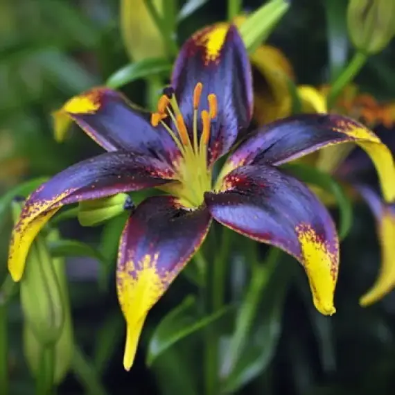 Лилия Лайон Харт азиатская