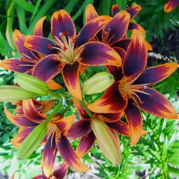 Лилия Форевер Сьюзан азиатская