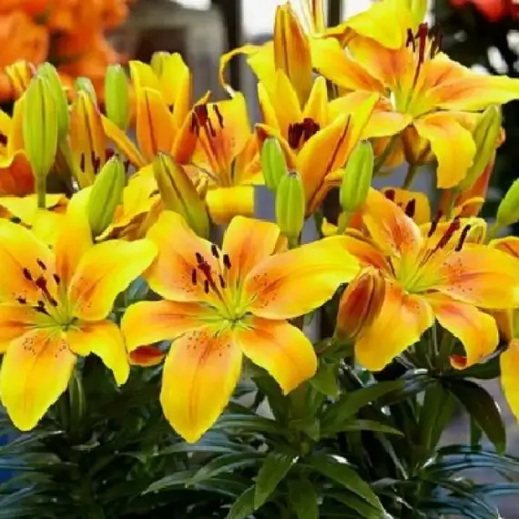 Лилия Голден Джой азиатская