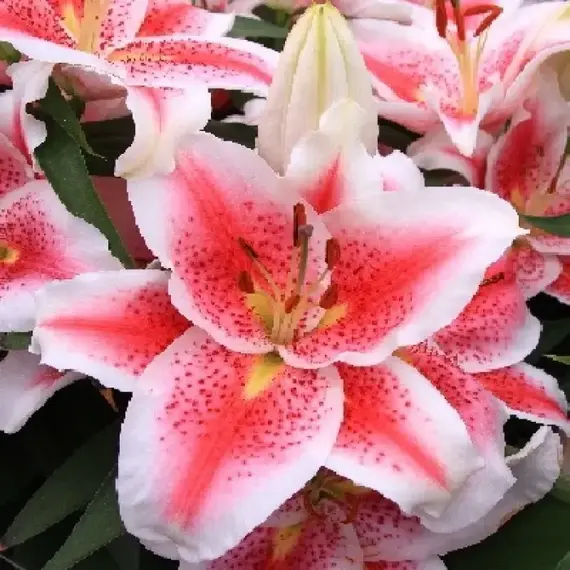 Лилия Айдахо восточная