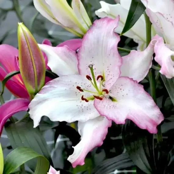 Лилия Бразилия восточная