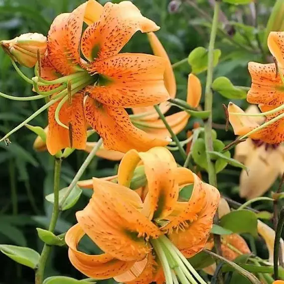 Лилия Генри видовая