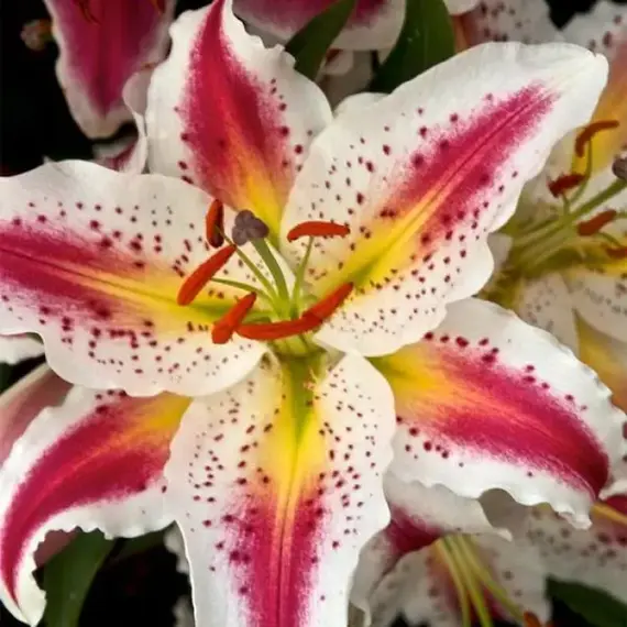 Лилия Плейтайм восточная